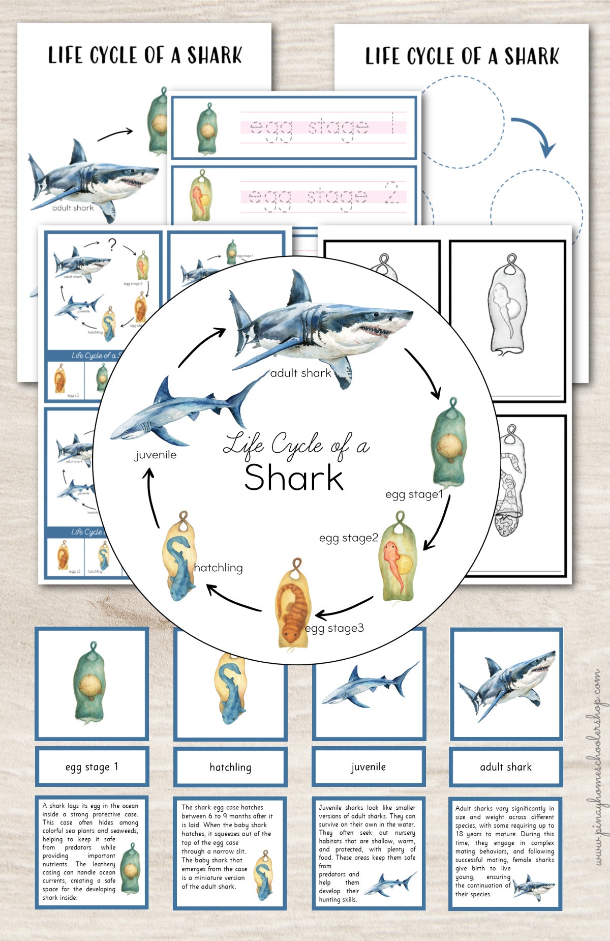 Shark Life Cycle Montessori Inspired