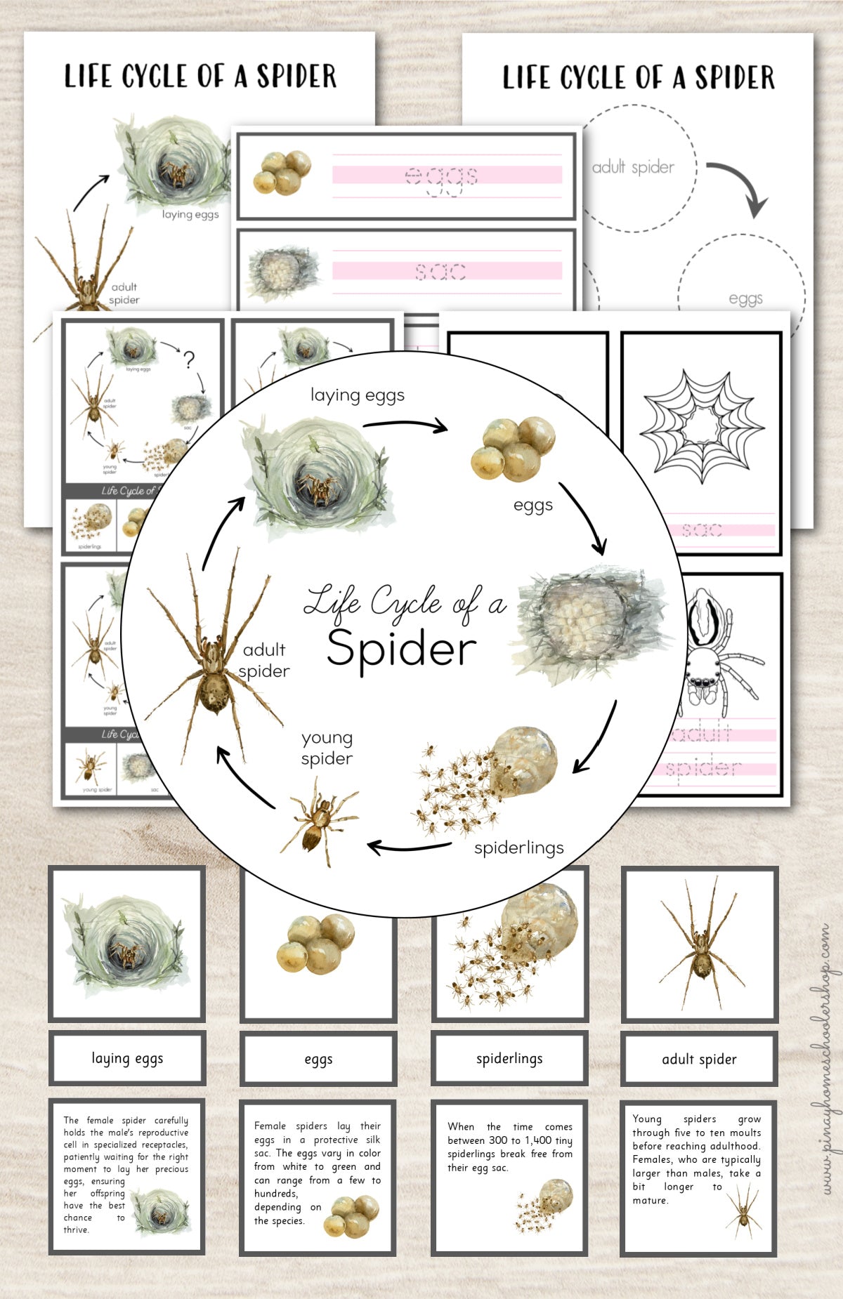 Spider Life Cycle Montessori Inspired