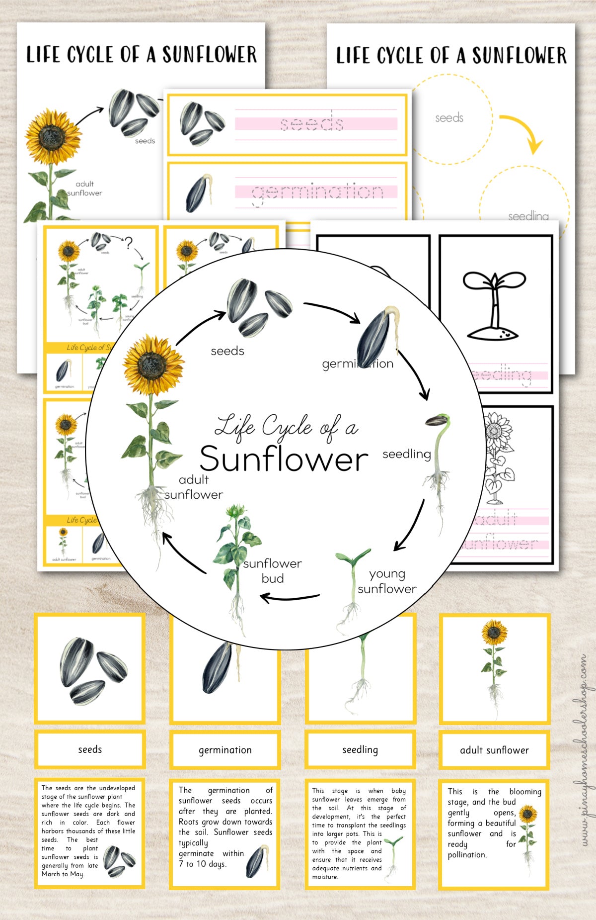 Sunflower Life Cycle Set - Montessori Inspired