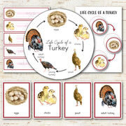Turkey Life Cycle Montessori Inspired
