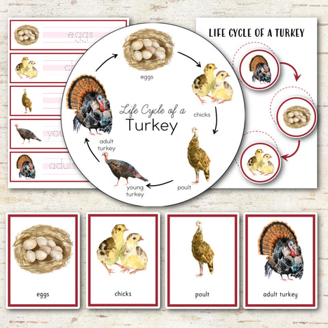 Turkey Life Cycle Activity Set