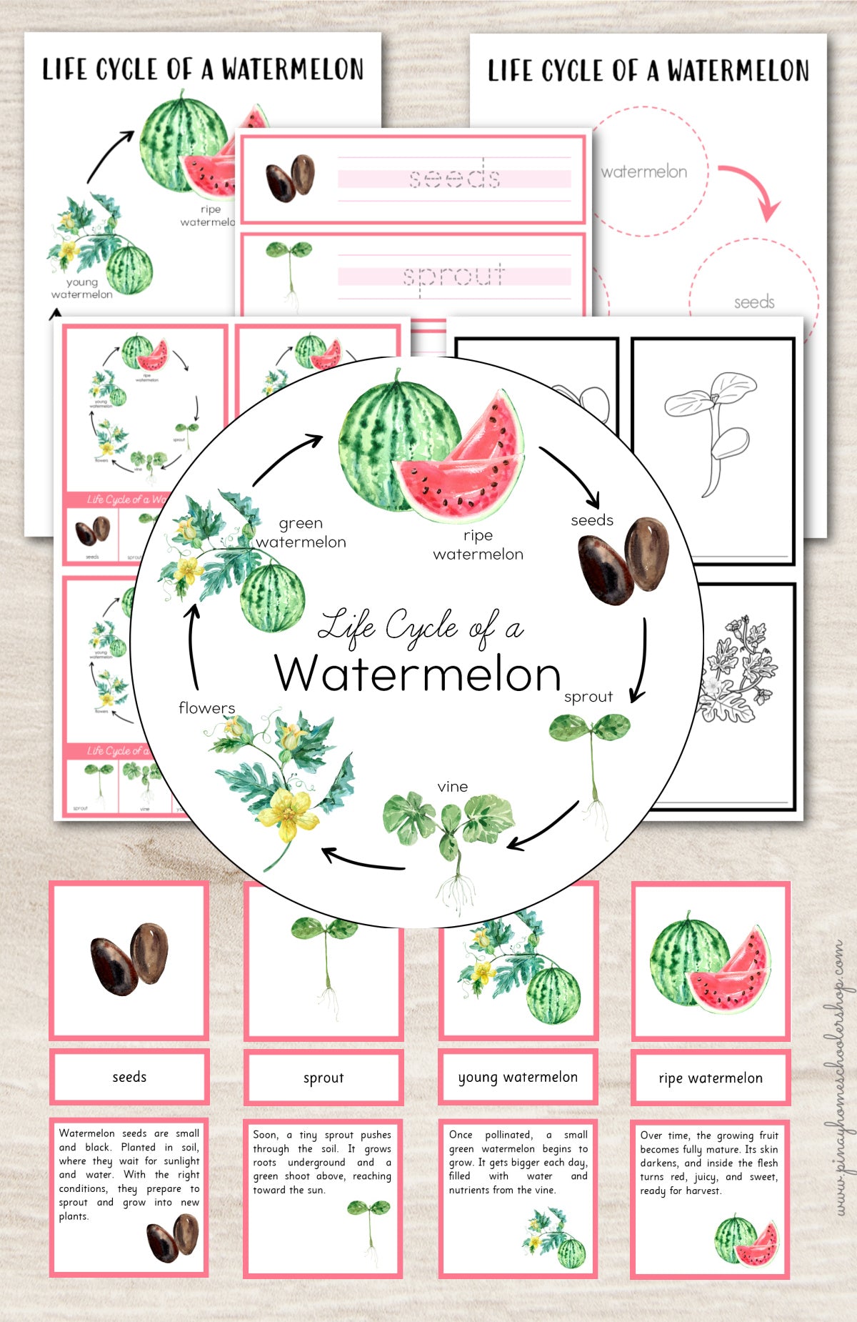 Watermelon Life Cycle Montessori Inspired