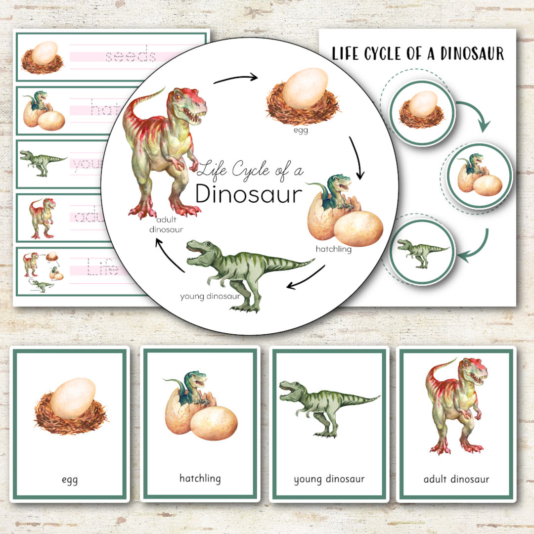 Dinosaur Life Cycle - Montessori and Science Centers