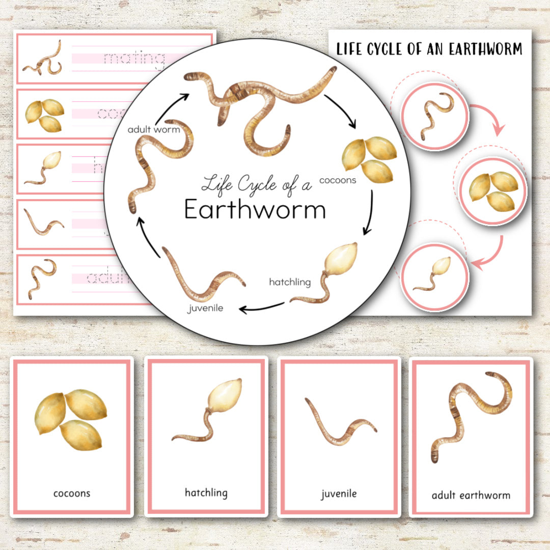 Earthworms Life Cycle - Montessori and Science Centers