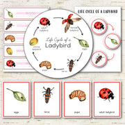Ladybird Life Cycle - Montessori and Science Centers