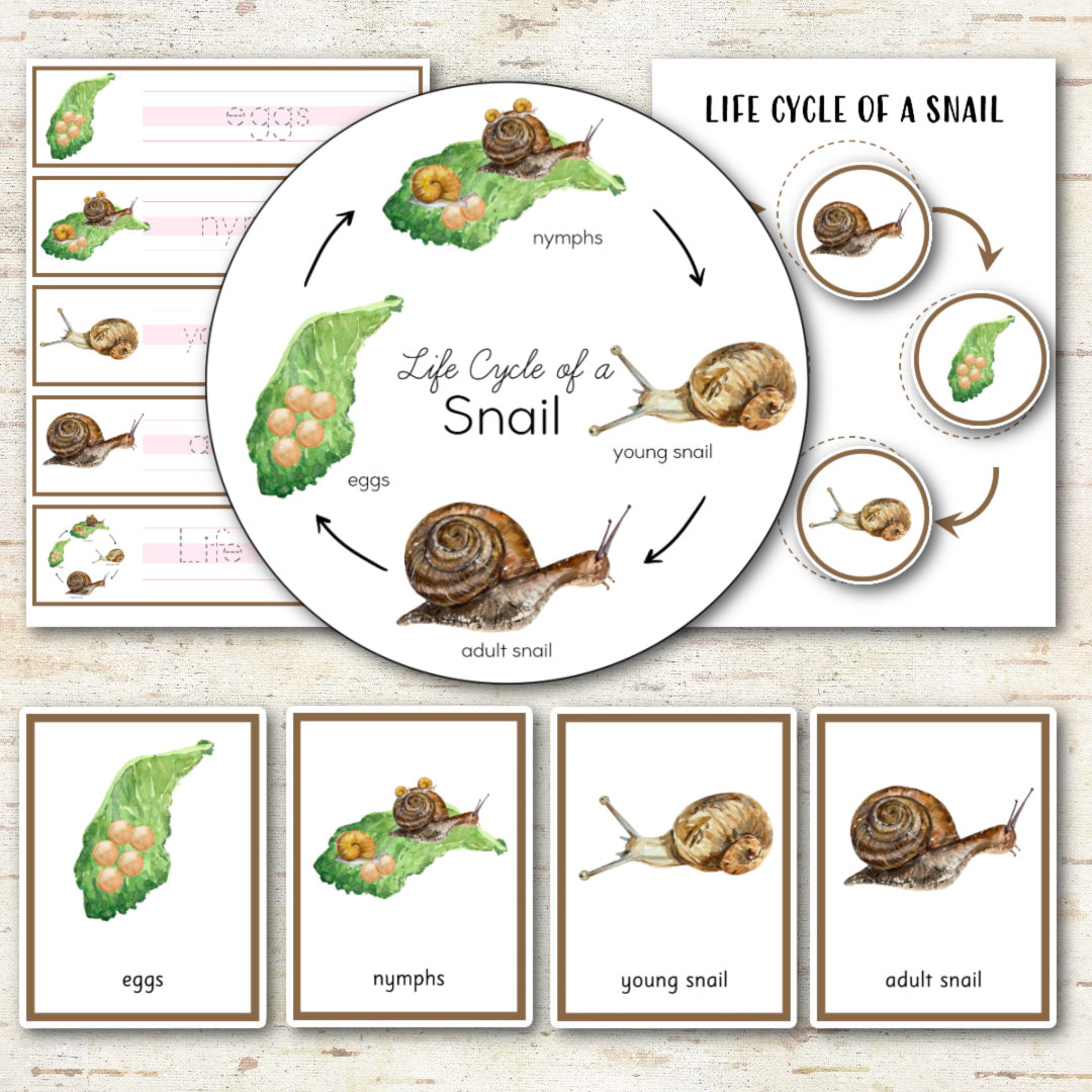 Snail Life Cycle - Montessori and Science Centers