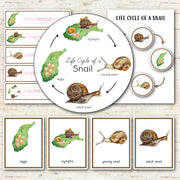 Snail Life Cycle - Montessori and Science Centers
