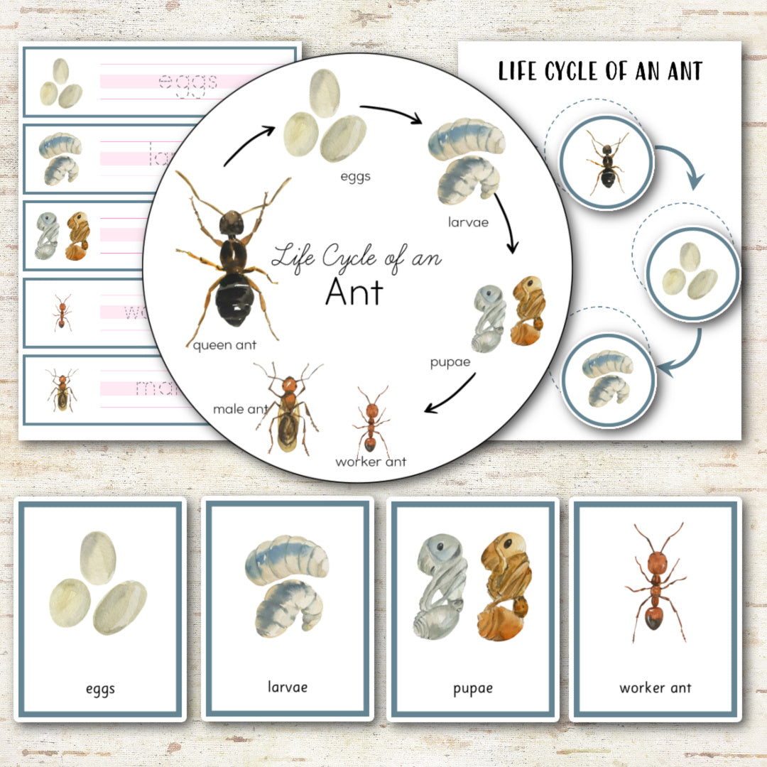 Ant Life Cycle Montessori Inspired