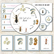 Ant Life Cycle Montessori Inspired