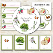 Apple Life Cycle Montessori Inspired