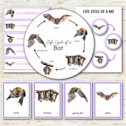Bat Life Cycle Montessori Inspired