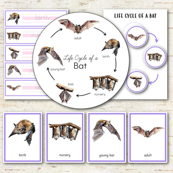Bat Life Cycle Montessori Inspired