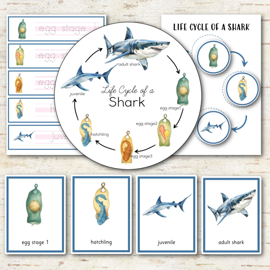 Shark Life Cycle Montessori Inspired