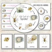 Spider Life Cycle Montessori Inspired