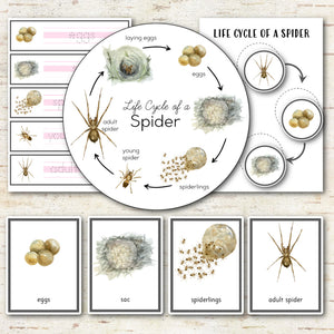 Life Cycle of a Spider Pack