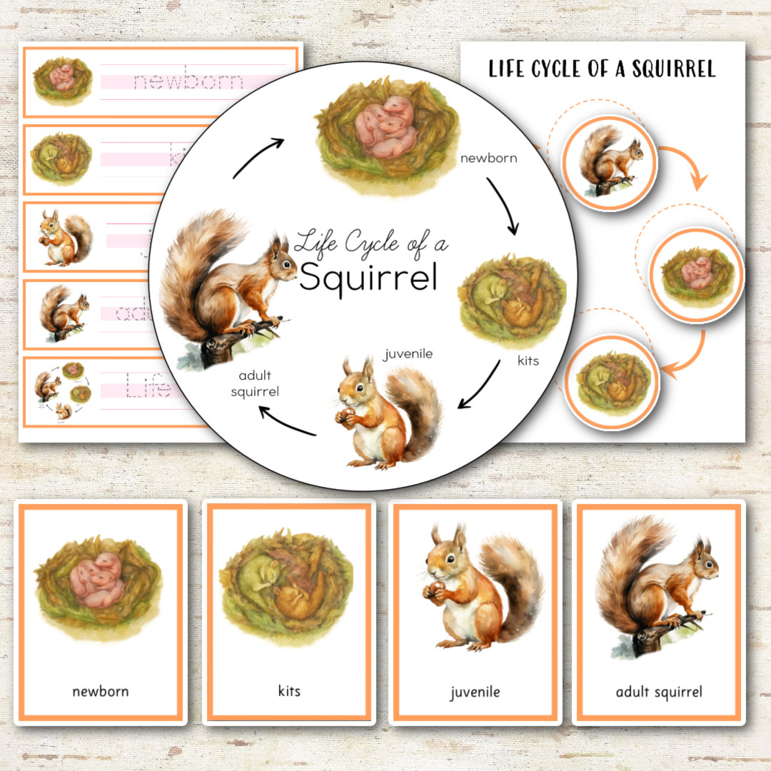 Squirrel Life Cycle Montessori Inspired