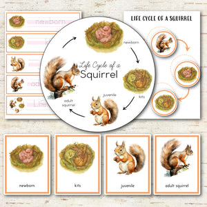 Life Cycle of a Squirrel