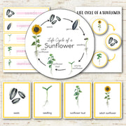 Sunflower Life Cycle Set - Montessori Inspired