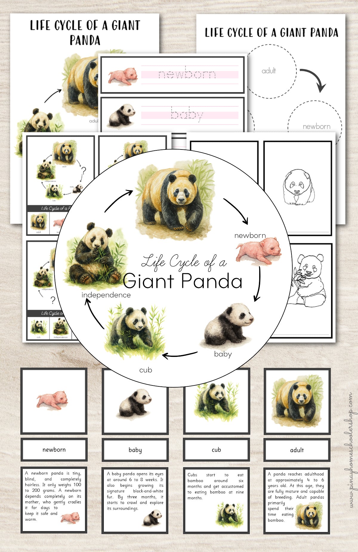 Panda Bear Life Cycle Montessori Inspired