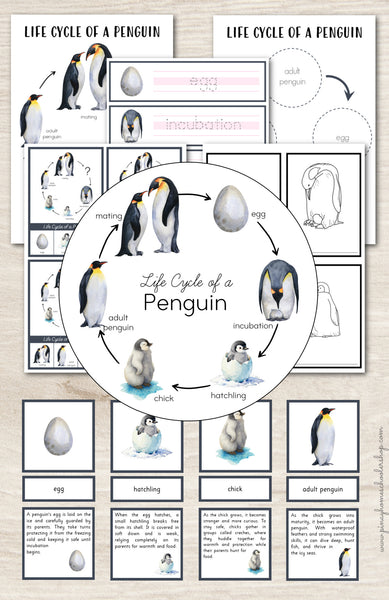 Penguin Life Cycle - Montessori Inspired