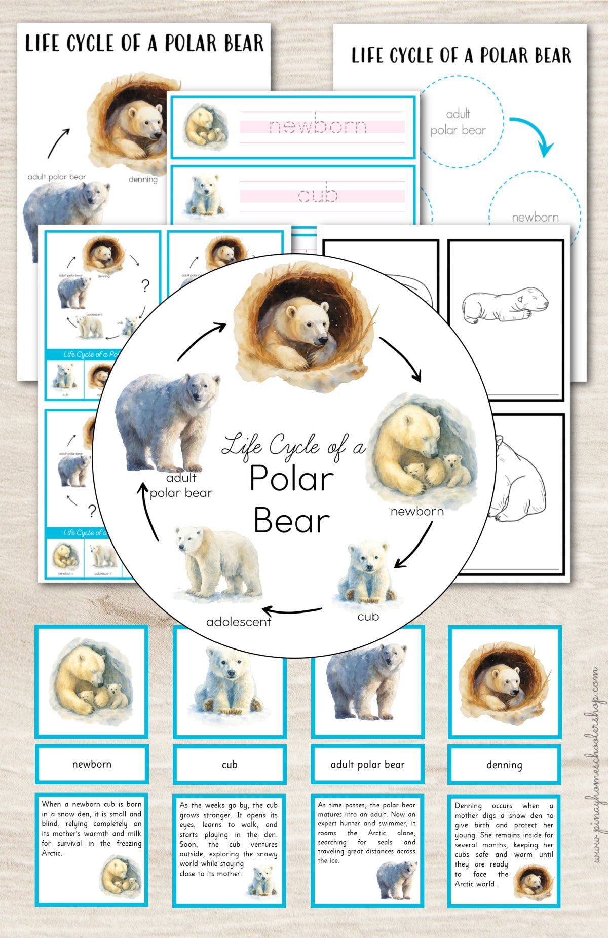 Polar Bear Life Cycle Montessori Inspired