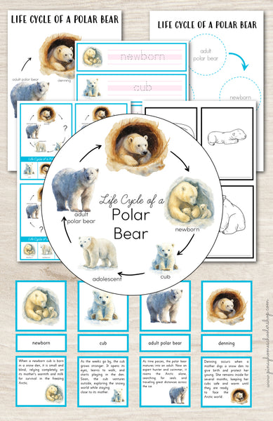 Polar Bear Life Cycle Activity Set: Preschool/ Kindergarten