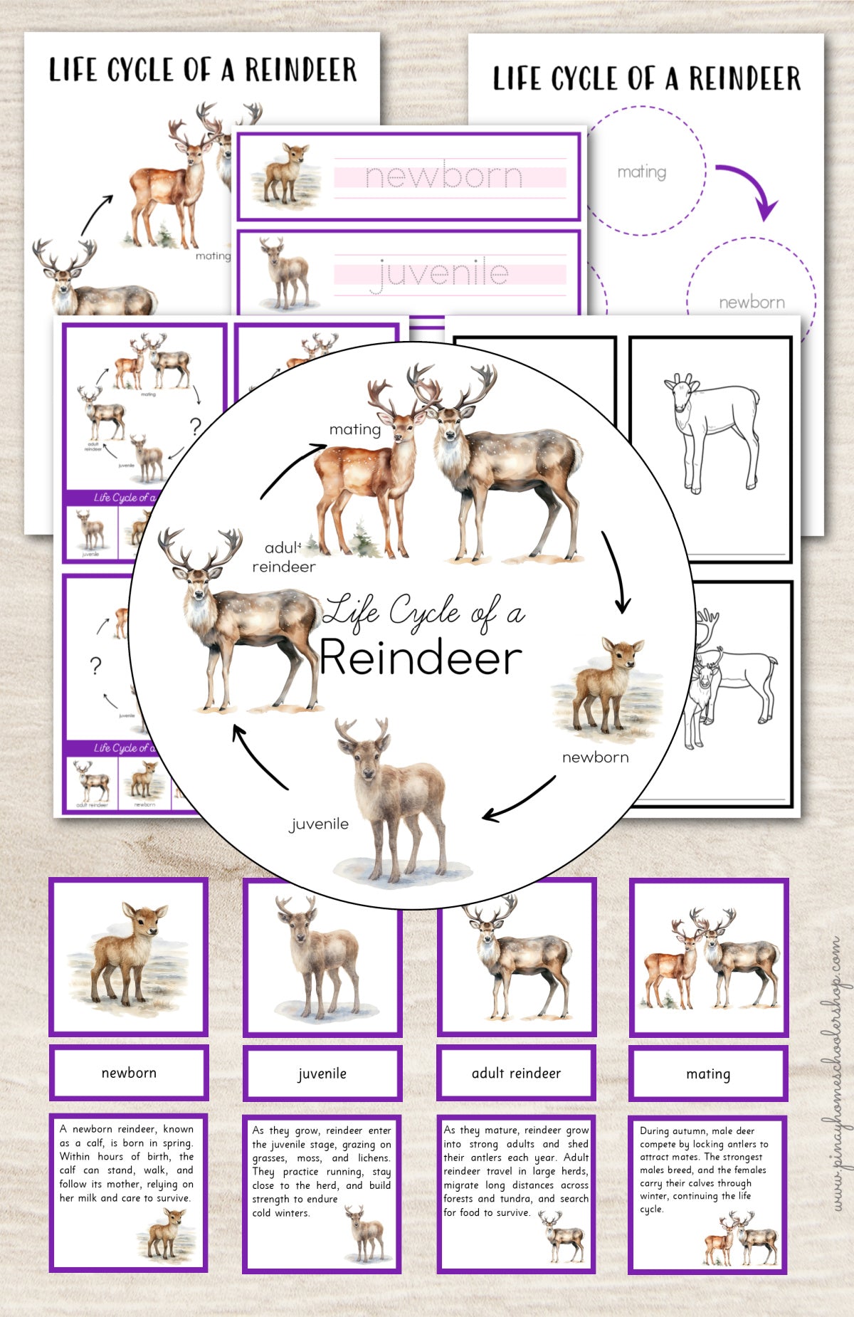 Reindeer Life Cycle Montessori Inspired