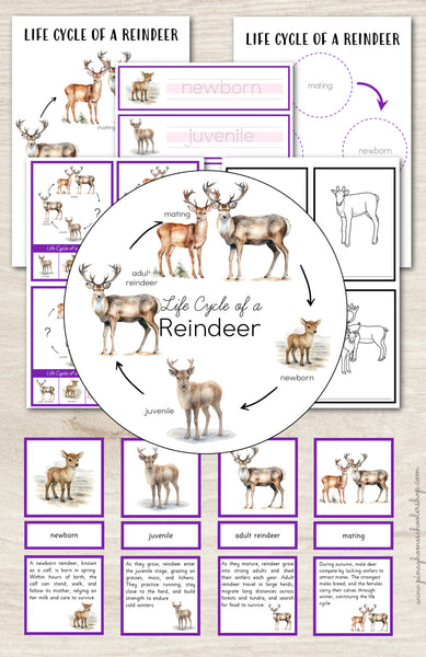 Reindeer Life Cycle Montessori Inspired