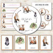Fox Life Cycle Montessori Inspired