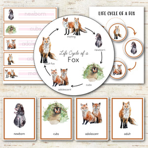Life Cycle of a Fox Montessori Inspired