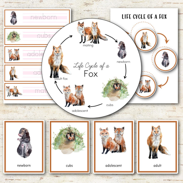Life Cycle of a Fox Montessori Inspired
