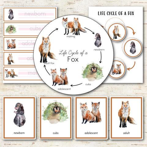 Life Cycle of a Fox Montessori Inspired