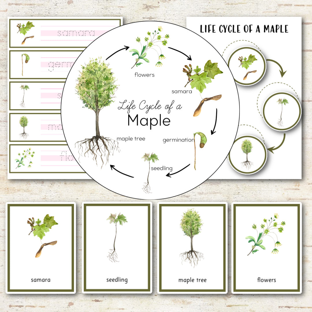 Maple Tree Life Cycle - Montessori Inspired