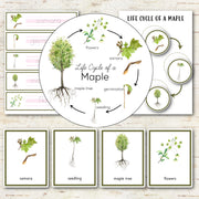 Maple Tree Life Cycle - Montessori Inspired