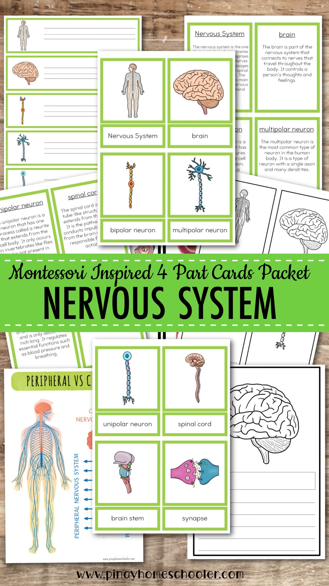 Nervous System Montessori Learning Pack