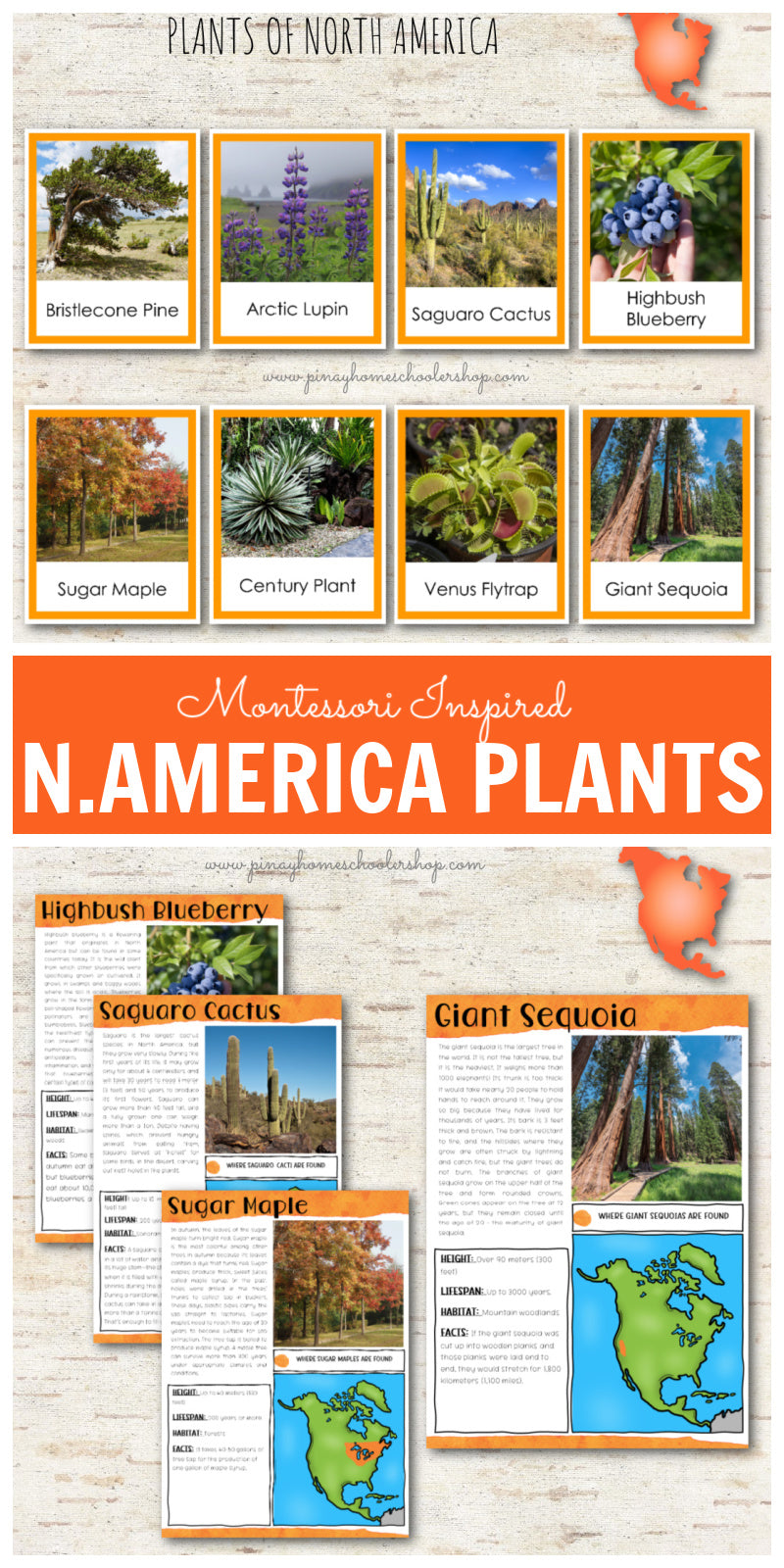 Plants of North America Montessori 3 Part Cards