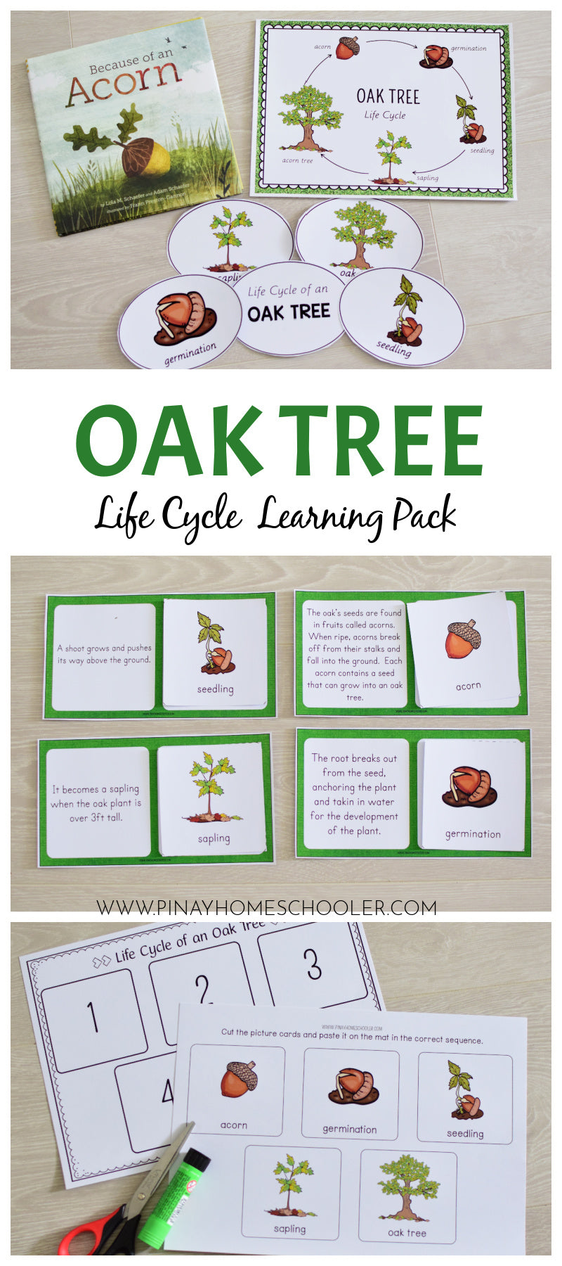 Oak Tree Life Cycle Montessori Inspired