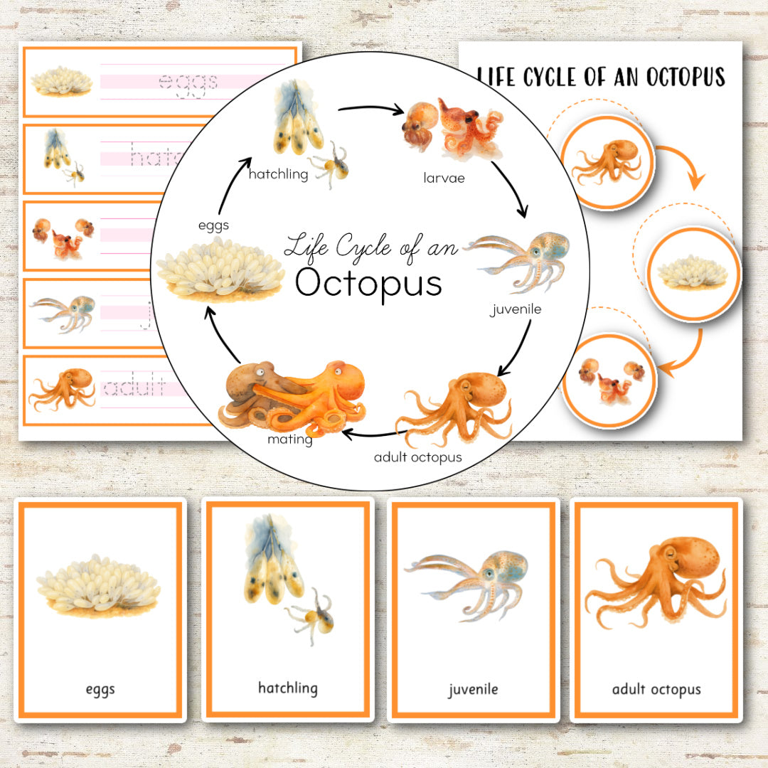 Octopus Life Cycle Montessori Inspired
