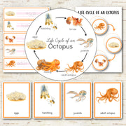 Octopus Life Cycle Montessori Inspired