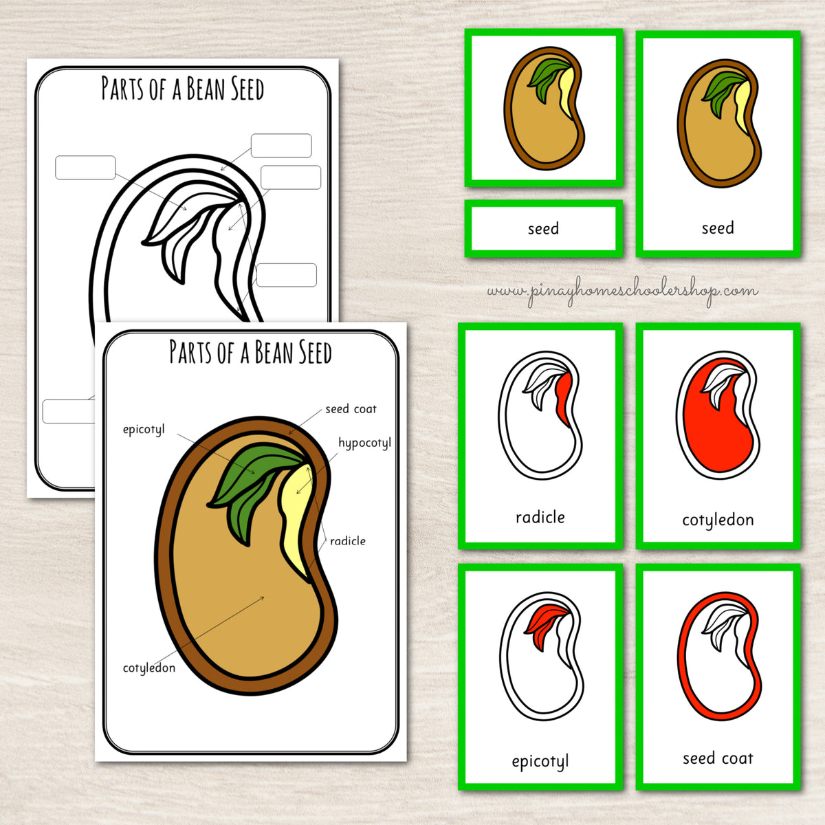 Parts of a Bean Seed Montessori Inspired – Pinay Homeschooler Shop