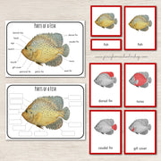 Parts of a Fish Montessori 3 Part Cards