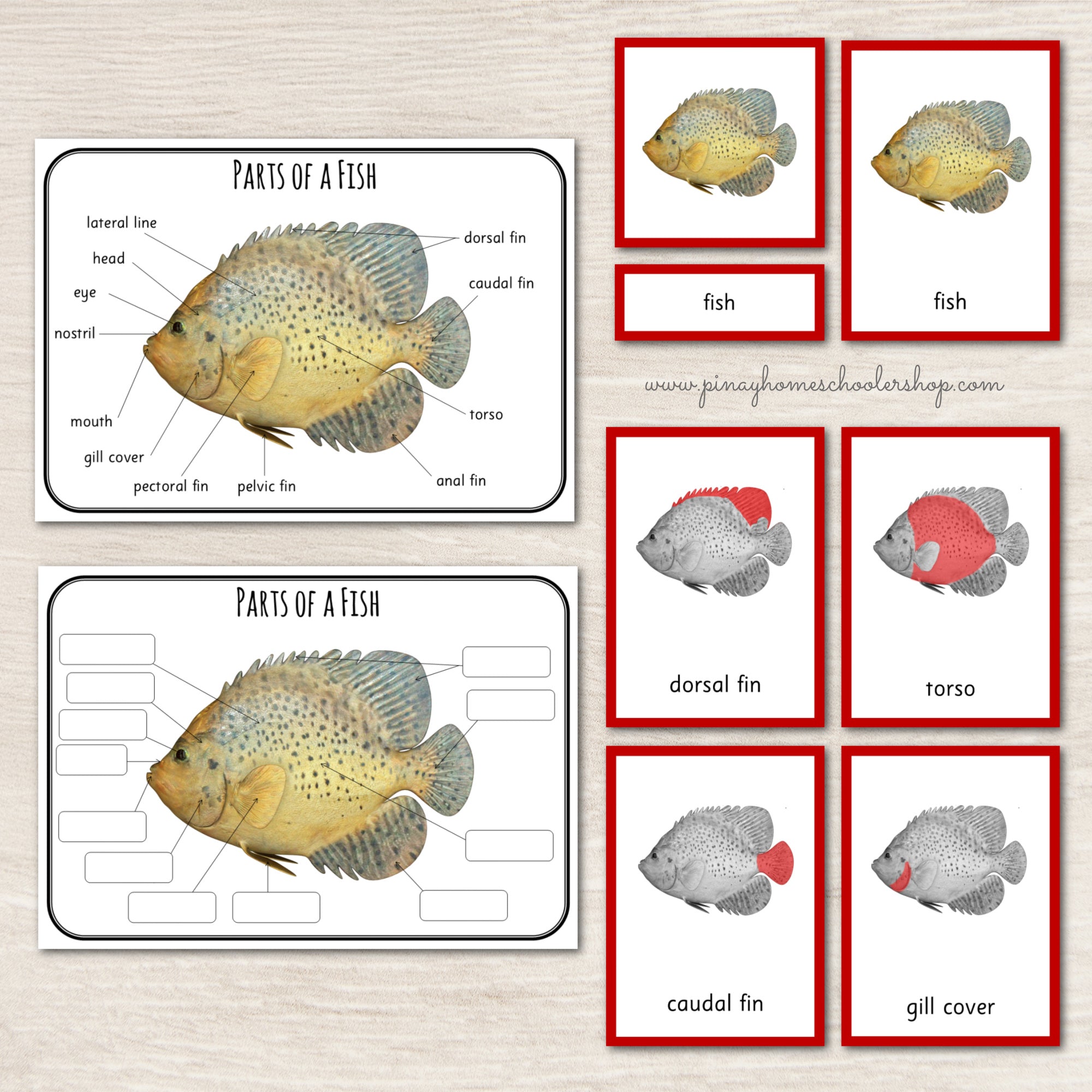 Parts of a Fish Montessori 3 Part Cards