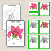 Parts of a Flower - Montessori Inspired