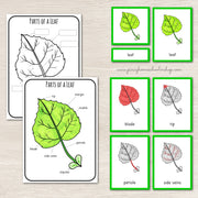 Parts of a Leaf Montessori Inspired