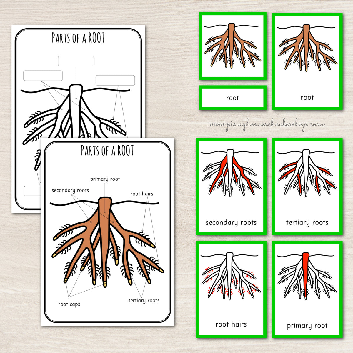 Parts of a Root Montessori Inspired – Pinay Homeschooler Shop
