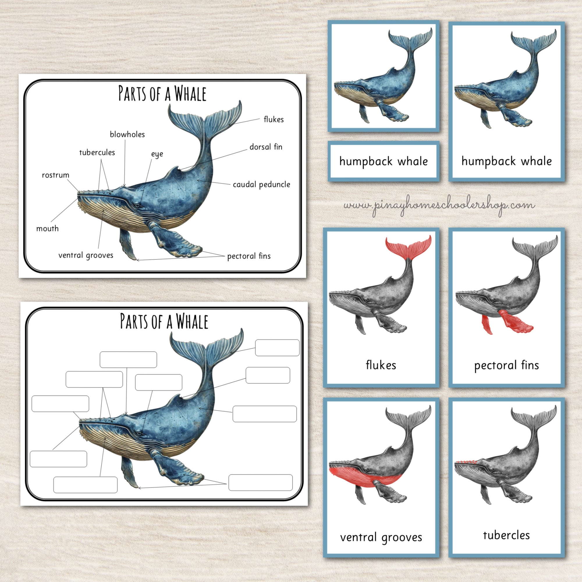 Parts of a Humpback Whale Montessori 3 Part Cards