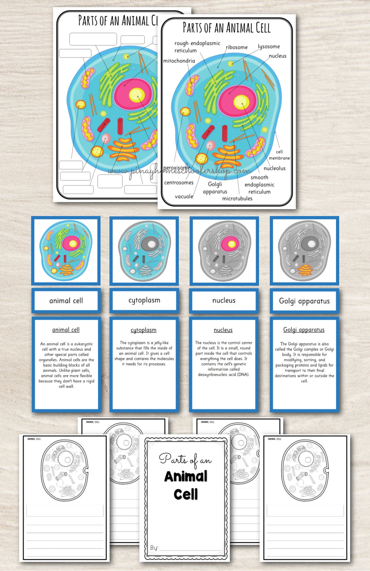 Parts of an Animal Cell