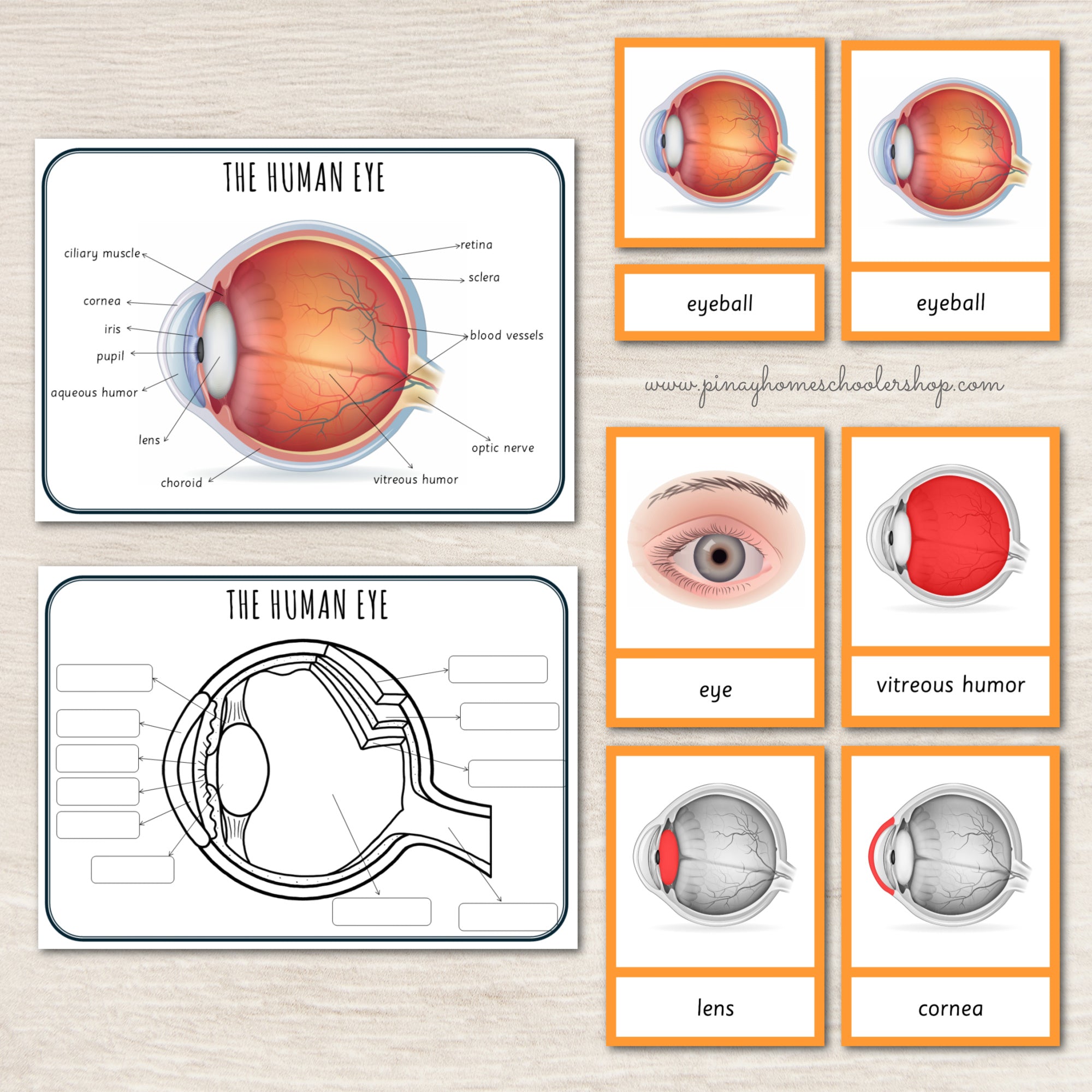 Parts of a Human Eye Montessori 3 Part Cards | 4 Part Cards