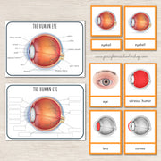 Parts of a Human Eye Montessori 3 Part Cards | 4 Part Cards