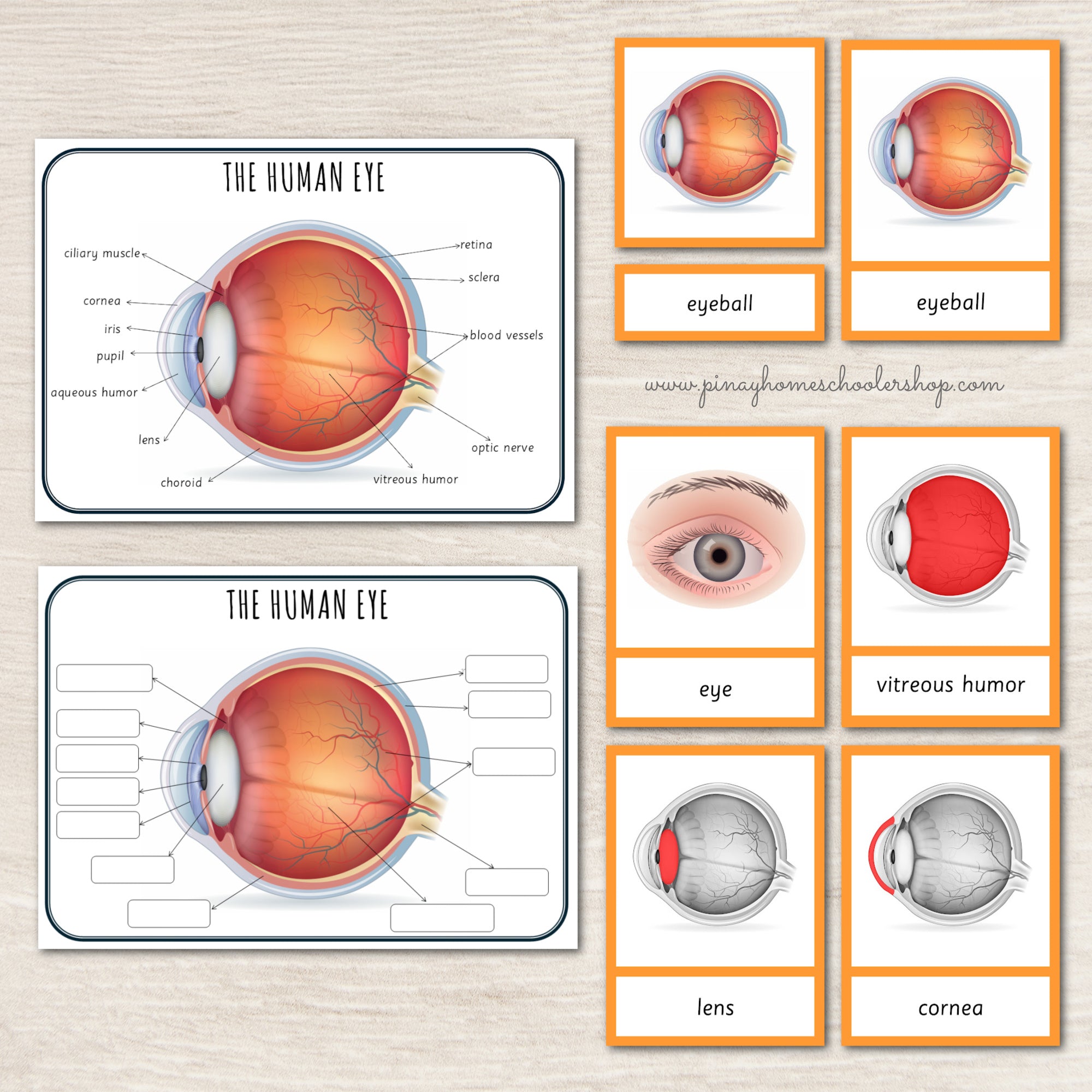 Parts of a Human Eye Montessori 3 Part Cards | 4 Part Cards